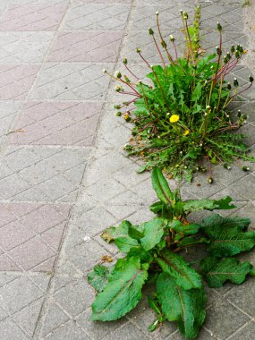 Karahindiba ve geniş yapraklı bitkiler de dahil olmak üzere yabani otlar, şehir kaldırımında çatlaklar içinde büyür, kentsel betona meydan okur.