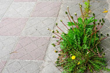 Kaldırımdaki çatlakların arasından bir karahindiba kümesi belirir. Beton kalıplara karşı dayanıklılığını gösterir.