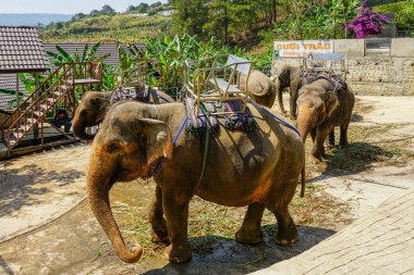 Dalat, Vietnam- 24 Mart 2025: Ağır metal koltuklarla donatılmış filler turist gezileri için beton bir alanda duruyor, hayvan refahı endişeleri artıyor.