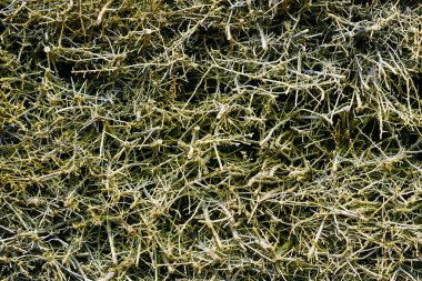 Kuru, birbirine dolanmış dalların yakın plan fotoğrafı orman zemininde karmaşık bir organik doku oluşturuyor.