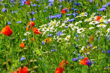 Kırmızı gelincikler, beyaz papatyalar ve güneş ışığıyla yıkanmış mavi çiçeklerle dolu renkli kır çiçekleri.