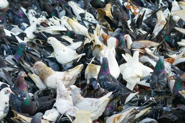 Yoğun, çok renkli bir güvercin grubu, beyaz, gri, kahverengi, bir şehir meydanında toplanarak canlı, tüylü bir mozaik oluştururlar.