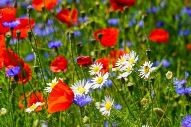 Beyaz papatyaları, kırmızı gelincikleri ve parlak güneşin altında mavi çiçekleri olan renkli bir kır çiçeği çayırı.