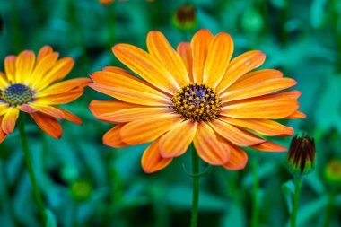 Çiçek açan turuncu bir Afrika papatya çiçeğinin yakın planında canlı yapraklar ve yeşil yapraklar var.