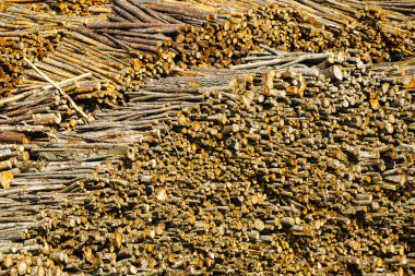 Yığınla odun yığınının yakın çekim görüntüsü. Kesilen ağaç dalları ve gövdeleri dokuları, kabukları ve doğal tahılları gösterir.