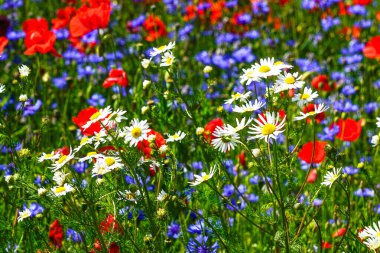 Haşhaş, papatya ve çiçek de dahil olmak üzere renkli kır çiçekleri yemyeşil bir çayırda canlı bir şekilde açar.