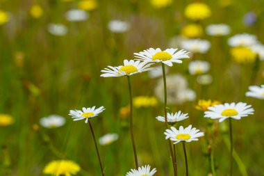 Yeşil bir çayırda açan sarı merkezli beyaz papatyaların yakın çekimleri, kır çiçekleri ve bulanık arka planla çevrili.