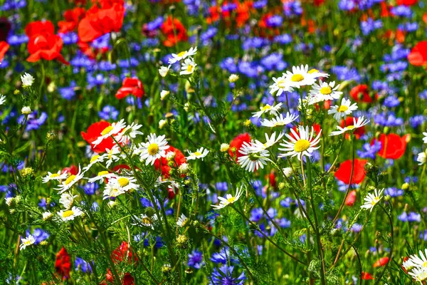 Haşhaş, papatya ve çiçek de dahil olmak üzere renkli kır çiçekleri yemyeşil bir çayırda canlı bir şekilde açar.