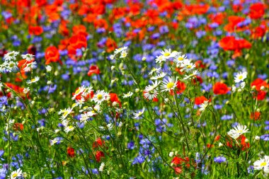Dolu yaz mevsiminde canlı kır çiçekleri kırmızı gelincikler, beyaz papatyalar ve mavi çiçek çiçekleri renkli doğal bir çiçek manzarası oluşturur.