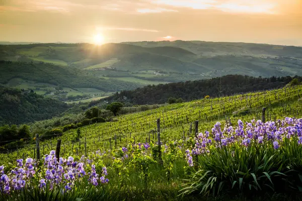 Auringonlasku Kylpee Toscanassa Italiassa Liikkuva Maisema Kultaisessa Valossa Korostaen Viinitarhan tekijänoikeusvapaita kuvapankkikuvia