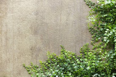 Grunge çimento duvarında yeşil yapraklı Ivy. Arka planda boş alan var..