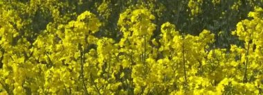 alan petrol tohum tecavüz 