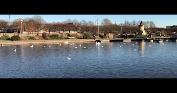Rivière Avon Stratford Avon Warwickshire England Swans — Video