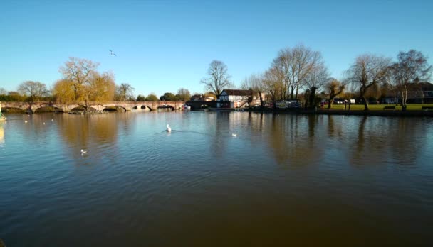 Ποταμός Avon Stratford Κατά Avon Warwickshire England Ηνωμένο Βασίλειο Κύκνοι — Αρχείο Βίντεο