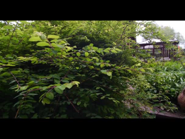 English Cottage Garden — Stockvideo