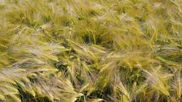 英国夏季成熟的大麦田 — 图库视频影像