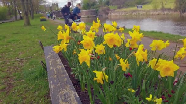 Büyük Sendika Kanalı Warwickshire Englabd Yanında Nergisler Var — Stok video