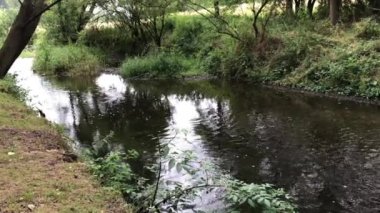 Ormanın içinden akarsu