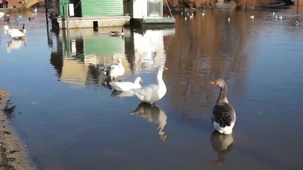 Ducks River Avon Stratford Warwickshire England — Vídeos de Stock