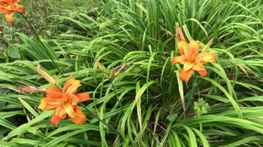 İngiliz kır evi bahçesi.