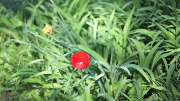 Tulipán Anglická Chalupa Zahrada — Stock video