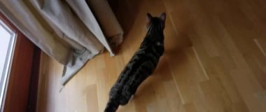 kedi evin zemininde oynuyor