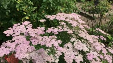 İngiliz kır bahçesi uk