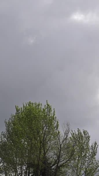 嵐の前にガレで吹く春の木 ストック動画