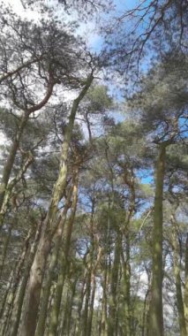 Dikey 4K Video - Lickey Hills Country Park, Orman ve Heathland, Batı Midlands İngiltere.