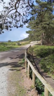 Dikey 4K Video - Lickey Hills Country Park, Orman ve Heathland, Batı Midlands İngiltere.