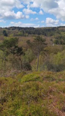Dikey 4K Video - Lickey Hills Country Park, Orman ve Heathland, Batı Midlands İngiltere.