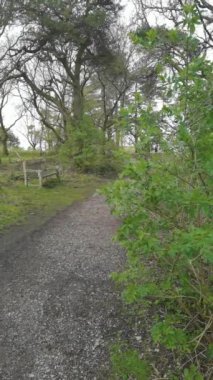 Dikey 4K Video - Lickey Hills Country Park, Orman ve Heathland, Batı Midlands İngiltere.