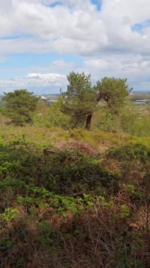 Dikey 4K Video - Lickey Hills Country Park, Orman ve Heathland, Batı Midlands İngiltere.