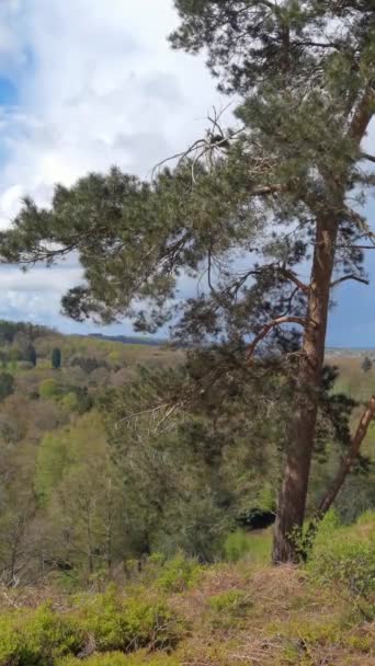 垂直4Kビデオ リッキーヒルズカントリーパーク 森林とヒートランド ウェストミッドランズ イギリス — ストック動画