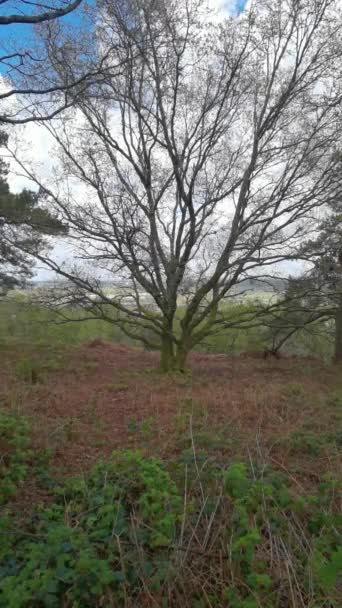 Dikey Video Lickey Hills Country Park Orman Heathland Batı Midlands Telifsiz Stok Çekim