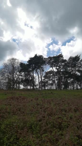 Vertical Video Lickey Hills Country Park Forest Heathland West Midlands Royalty Free Stock Video