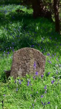 dikey 4K video - yeşil ağaçlarla çevrili güzel bir ilkbahar çiçek tarlasının dikey görüntüsü