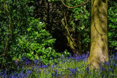 BlueBell Odun Mezarlığı Kötü Clinton Malikanesi Warwickshire İngiltere