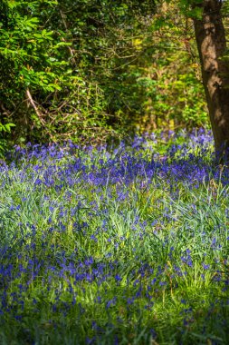 BlueBell Odun Mezarlığı Kötü Clinton Malikanesi Warwickshire İngiltere