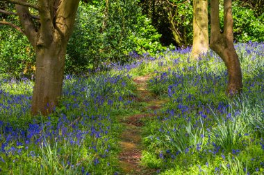 BlueBell Odun Mezarlığı Kötü Clinton Malikanesi Warwickshire İngiltere