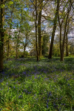 BlueBell Odun Mezarlığı Kötü Clinton Malikanesi Warwickshire İngiltere