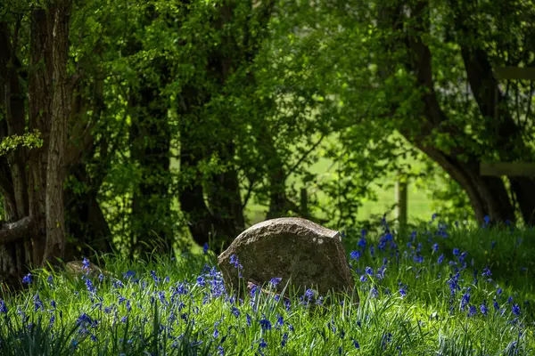 Bluebell Hout Begraafplaats Slecht Clinton Landgoed Warwickshire Engeland Stockafbeelding