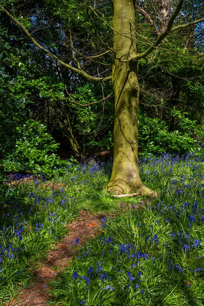 Bluebell Wood Cemetery Baddesly Clinton Estate Warwickshire England Stock Picture