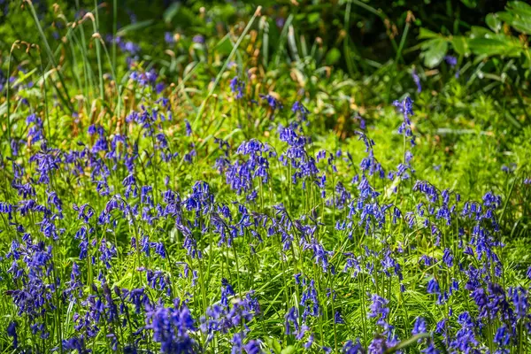 Bluebell Wood Cemetery Baddesly Clinton Estate Warwickshire England Royalty Free Stock Images