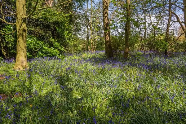 Bluebell Wood Cemetery Baddesly Clinton Estate Warwickshire England Royalty Free Stock Images