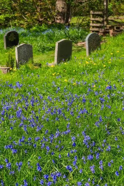 蓝铃木墓地巴迪丝利 莱顿庄园英国沃里克郡 图库照片