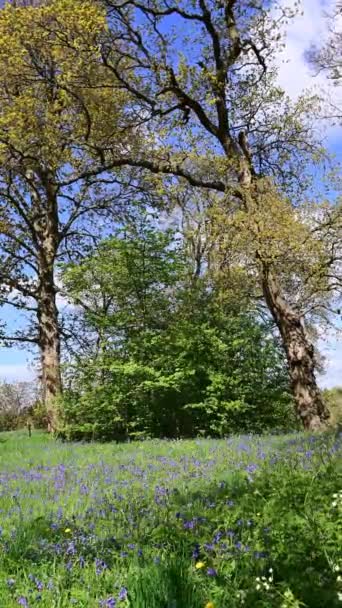 垂直4Kビデオ 緑の木に囲まれた美しい春の花畑の垂直撮影 ストック映像