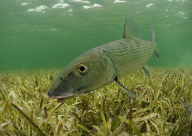 Bonefish (Albula vulpes) swimming over the grass flats in the Florida, Keys. clipart