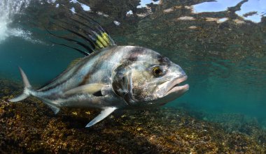 Roosterfish swimming over  reef off the coast of Panama. clipart