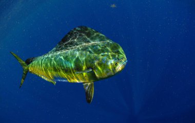 Canlı bir Mahi Mahi, Florida kıyılarındaki berrak sularda süzülüyor..